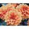 Diamond Dotz® Peach Dahlias Diamond Painting Artwork Kit